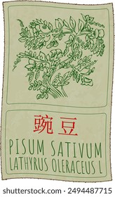 Vector drawing PISUM SATIVUM in Chinese. Hand drawn illustration. Latin name is LATHYRUS OLERACEUS L.
