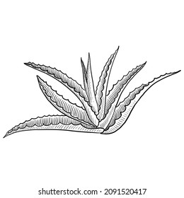 vector drawing plant of aloe, isolated at white background, hand drawn illustration