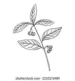 vector drawing plant of Ardisia japonica, marlberry, herb of traditional chinese medicine, hand drawn illustration