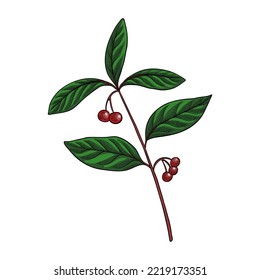 vector drawing plant of Ardisia japonica, marlberry, herb of traditional chinese medicine, hand drawn illustration