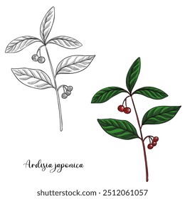 vector drawing plant of Ardisia japonica, marlberry, herb of traditional chinese medicine, hand drawn illustration