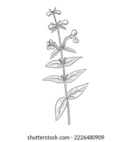 vector drawing plant of Baikal skullcap ,Scutellaria baicalensis, huang qin, herb of traditional chinese medicine, hand drawn illustration