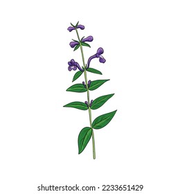 vector drawing plant of Baikal skullcap ,Scutellaria baicalensis, huang qin, herb of traditional chinese medicine, hand drawn illustration