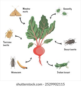 planta de desenho vetorial de beterraba com raiz, folhas e pragas, vegetais e insetos no solo, ilustração desenhada à mão