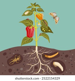 vector drawing plant of bell pepper with red fruit, green leaves and flower and pests, vegetable and insects in soil ground, hand drawn illustration