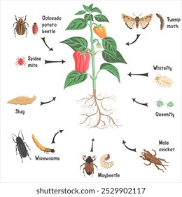 vector drawing plant of bell pepper with red fruit, green leaves and flower and pests, vegetable and insects in soil ground, hand drawn illustration