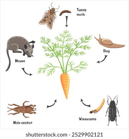 planta de desenho vetorial de cenoura com raiz , folhas verdes e pragas, vegetais e insetos no solo, ilustração desenhada à mão