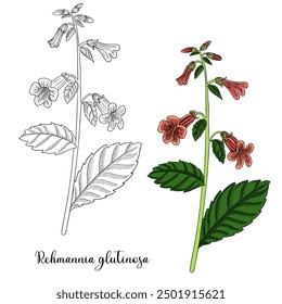 vector drawing plant of Chinese foxglove, Rehmannia glutinosa, herb of traditional chinese medicine, hand drawn illustration