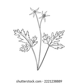 vector drawing plant of Chinese goldthread, Coptis chinensis, herb of traditional chinese medicine, hand drawn illustration