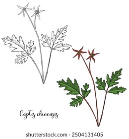 vector drawing plant of Chinese goldthread, Coptis chinensis, herb of traditional chinese medicine, hand drawn illustration