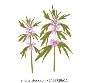 Vector drawing plant of Chinese motherwort , Leonurus japonicus, medicinal herb. Botanical illustration.