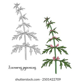 vector drawing plant of Chinese motherwort , Leonurus japonicus, herb of traditional chinese medicine, hand drawn illustration