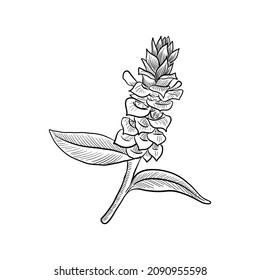 vector drawing plant of costus, spiral ginger, isolated at white background, hand drawn illustration