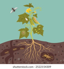 vector drawing plant of cucumber with green leaves and flowers and pests, vegetable and insects in soil ground, hand drawn illustration