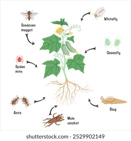 Planta de dibujo de Vector de pepino con hojas verdes y flores y plagas, vegetales e insectos en el suelo, ilustración dibujada a mano