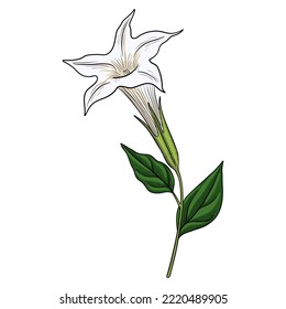 vector drawing plant of Devil's trumpet , Datura metel, herb of traditional chinese medicine, hand drawn illustration