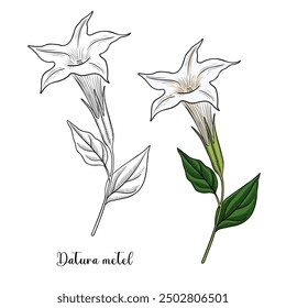 vector drawing plant of Devil's trumpet , Datura metel, herb of traditional chinese medicine, hand drawn illustration