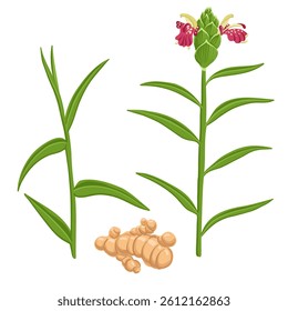 vector drawing plant of ginger, Zingiber officinale with flowers, root and green leaves at white background, floral elements, hand drawn botanical illustration