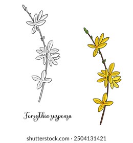 vector drawing plant of golden-bell, weeping forsythia, Forsythia suspensa, herb of traditional chinese medicine, hand drawn illustration