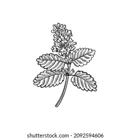 vector drawing plant of lemon balm, Melissa officinalis, wild marjoram isolated at white background, hand drawn illustration
