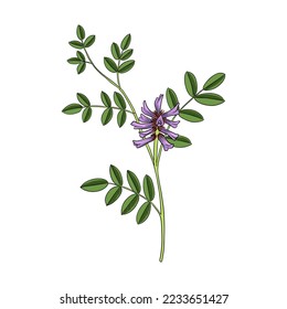 vector drawing plant of Licorice, Chinese liquorice, Glycyrrhiza uralensis, herb of traditional chinese medicine, hand drawn illustration