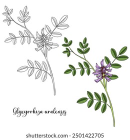 vector drawing plant of Licorice, Chinese liquorice, Glycyrrhiza uralensis, herb of traditional chinese medicine, hand drawn illustration
