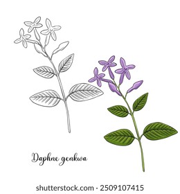 vector drawing plant of lilac daphne, Daphne genkwa, herb of traditional chinese medicine, hand drawn illustration