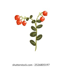 vector drawing plant of lingonberry with green leaves and red berries isolated at white background, hand drawn illustration