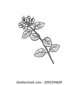 vector drawing plant of marjoram, Origanum majorana, isolated at white background, hand drawn illustration