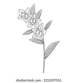 Vector Drawing Plant Of Orchid , Dendrobium Nobile, Herb Of Traditional Chinese Medicine, Hand Drawn Illustration