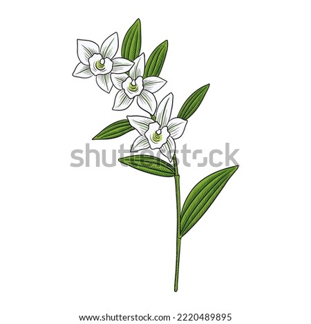 vector drawing plant of orchid , Dendrobium nobile, herb of traditional chinese medicine, hand drawn illustration