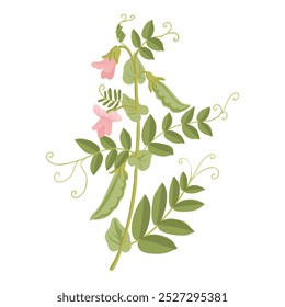 vector drawing plant of pea with green leaves, pods and flowers, vegetable at white background, hand drawn illustration