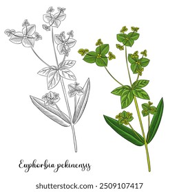 Planta de dibujo de Vector de Pekín, Euphorbia pekinensis, hierba de la medicina tradicional china, ilustración dibujada a mano
