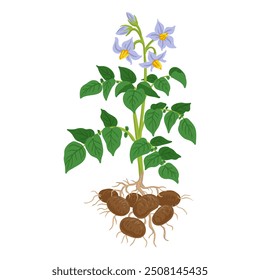 vector drawing plant of potato with roots, green leaves and flowers, vegetable at white background, hand drawn illustration