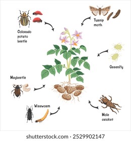 vector drawing plant of potato with roots, green leaves, flowers and pests, vegetable and insects in soil ground, hand drawn illustration