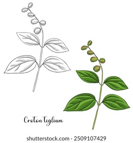 planta de desenho de vetor de croton purgando, Croton tiglium, erva da medicina tradicional chinesa, ilustração desenhada à mão
