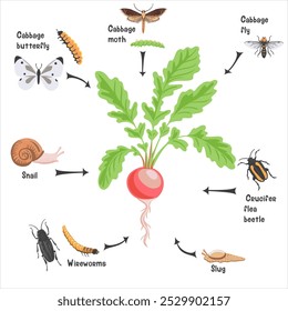 vector drawing plant of radish with root and green leaves and pests, vegetable and insects in soil ground, hand drawn illustration