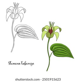 vector drawing plant of Stemona tuberosa, herb of traditional chinese medicine, hand drawn illustration