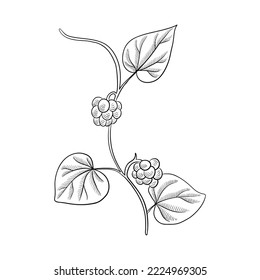 vector drawing plant of Stephania root ,Stephania tetrandra, Han Fang ji, herb of traditional chinese medicine, hand drawn illustration