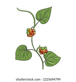 vector drawing plant of Stephania root ,Stephania tetrandra, Han Fang ji, herb of traditional chinese medicine, hand drawn illustration