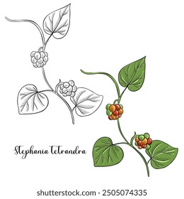 vector drawing plant of Stephania root ,Stephania tetrandra, Han Fang ji, herb of traditional chinese medicine, hand drawn illustration