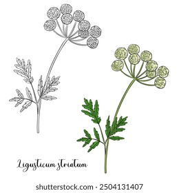 vector drawing plant of Szechuan lovage, Ligusticum striatum, herb of traditional chinese medicine, hand drawn illustration