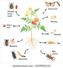 vector drawing plant of tomato with red fruits, green leaves and yellow flowers and pests, vegetable and insects in soil ground, hand drawn illustration