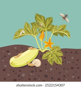 vector drawing plant of zucchini with green leaves and yellow flowers and pests, vegetable and insects in soil ground, hand drawn illustration