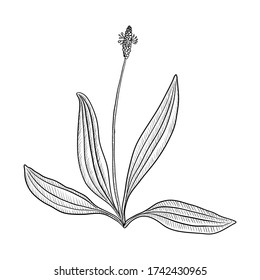 vector drawing plantain ,Plantago lanceolata , hand drawn illustration of medicinal plant