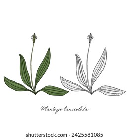 vector drawing plantain ,Plantago lanceolata , hand drawn illustration of medicinal plant