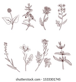 vector drawing plants, herbs and flowers, which are used for extracting of vegetable oils, hand drawn illustration