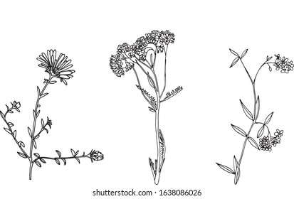 Vector drawing plants, herbs and flowers,