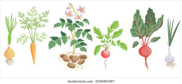 plantas de desenho vetorial de raízes hortícolas , cenoura, batata, beterraba, cebola sobre fundo branco, plantas de jardim, ilustração desenhada à mão