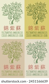 Vector drawing PLECTRANTHUS AMBOINICUS in Chinese. Hand drawn illustration. The Latin name is COLEUS AMBOINICUS LOUR.
